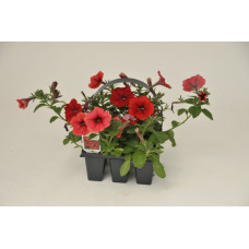 Red Wave Petunia