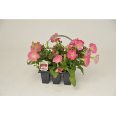 Rose Dawn Wave Petunia