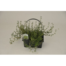 Thyme