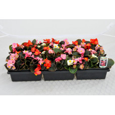 Begonia - Bronze leaf mix