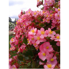 Hula Pink Begonia