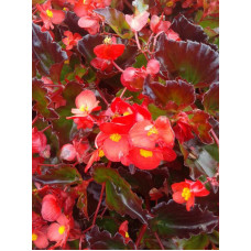 Hula Red Begonia