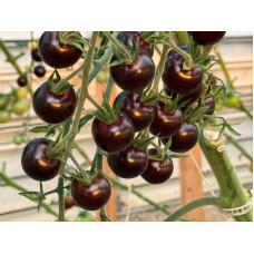 Tomato Empress Purple