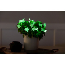 Petunia Firefly - Glow in the dark!