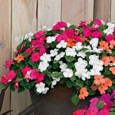Impatiens Mix - basket