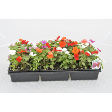 Impatiens Mix