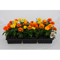 Marigold mix