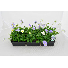 Blue Chill Pansy
