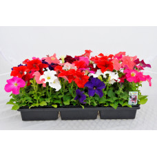 Petunia mix