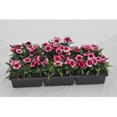 Raspberry Dianthus