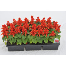 Red Salvia