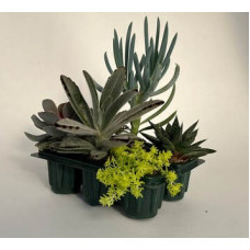 Succulent Combo