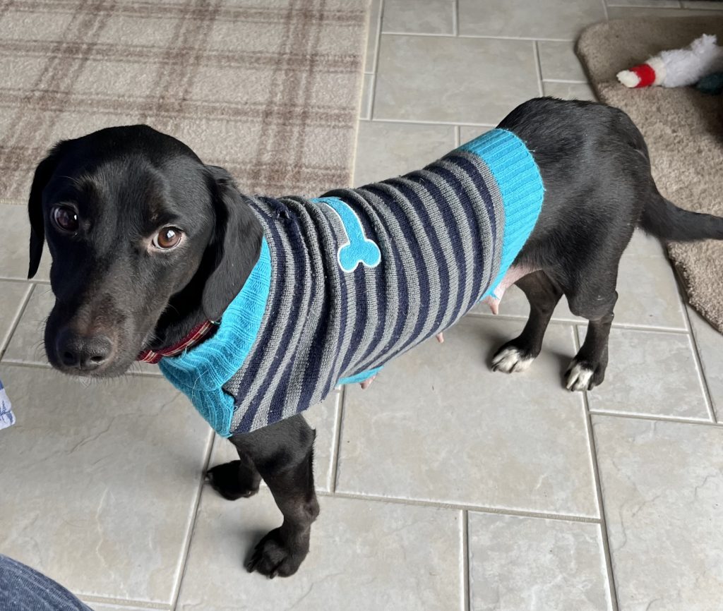 Meet Our Dogs Animal Placement Bureau