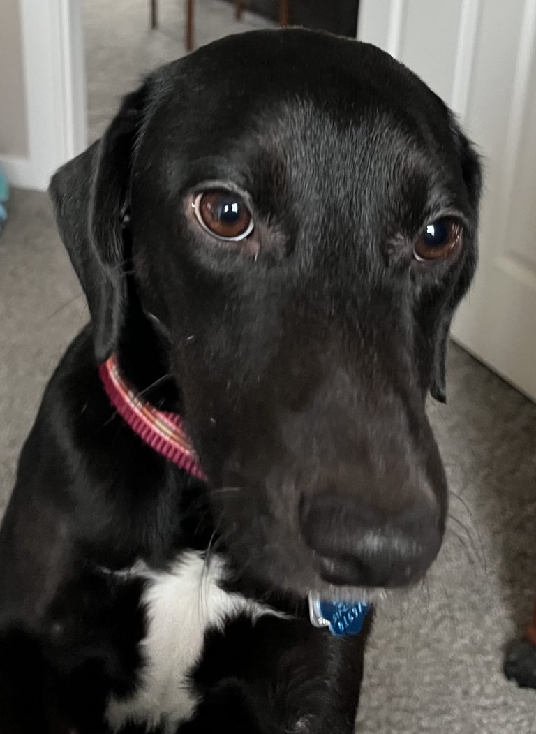 Meet Our Dogs Animal Placement Bureau